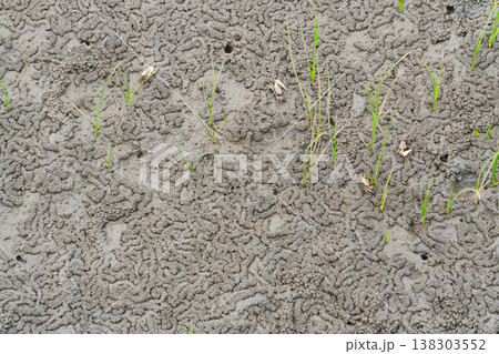 Fiddler Crab Burrows and Trails on Gaomei Wetlands Mudflat, Taiwan 138303552