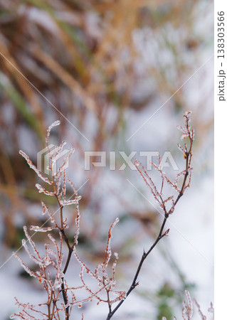 Hoarfrost on Twigs Taiwan Taipingshan Winter Hoarfrost on Twigs Taiwan Taipingshan Winter 138303566