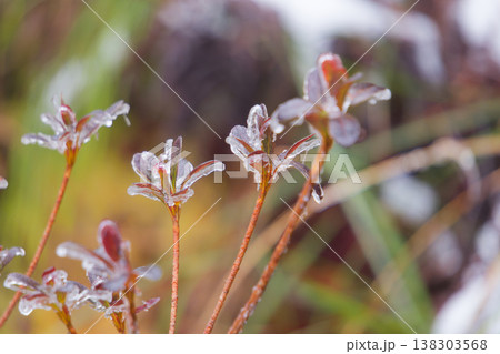 Icy Droplets on Green Cedar Needles Taiwan Forest Icy Droplets on Green Cedar Needles Taiwan Forest 138303568