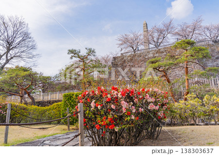 （山梨県） ボケの花咲く舞鶴城公園（甲府城跡） 138303637