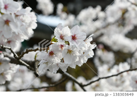 桜 ソメイヨシノ Somei Yoshino Cherry 桜 ソメイヨシノ Somei Yoshino Cherry 138303649