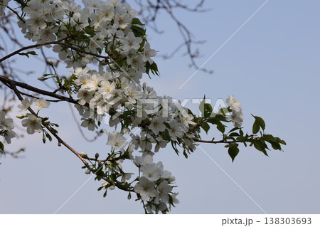 上野不忍池の桜 上野不忍池の桜 138303693