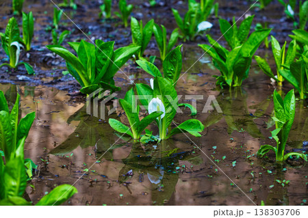 万葉の里に春の訪れ 138303706