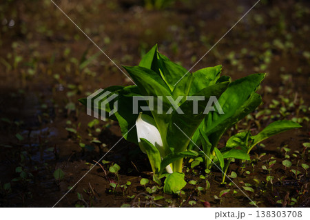 万葉の里に春の訪れ 138303708