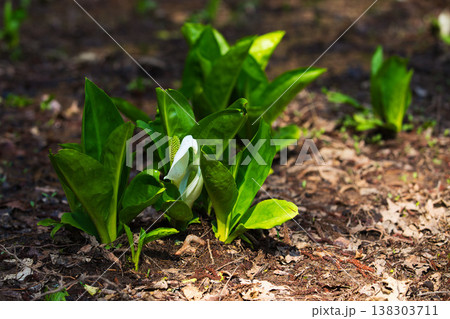 万葉の里に春の訪れ 138303711
