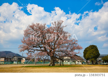 万葉の里に春の訪れ 138303731