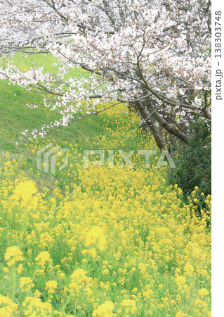 土手に咲く菜の花と桜 138303748