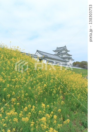 春のお城の黄色い花と青い空 138303753