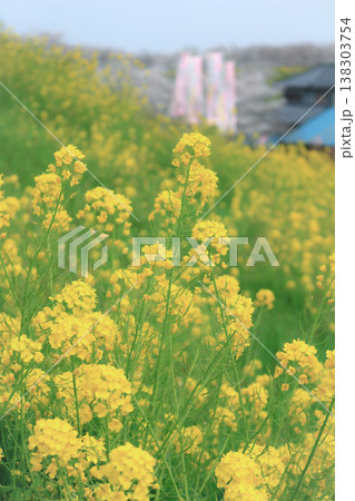 菜の花 138303754