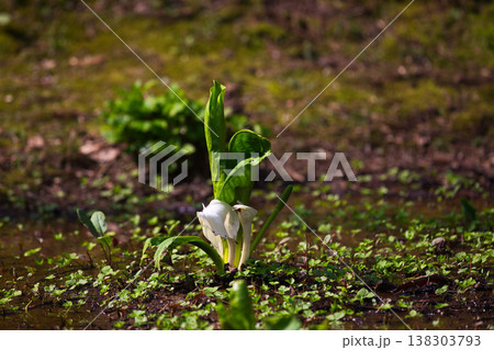 万葉の里に春の訪れ 138303793