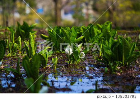 万葉の里に春の訪れ 138303795