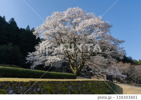 竹原の淡墨桜 三重県津市美杉町 竹原の淡墨桜 三重県津市美杉町 138303801