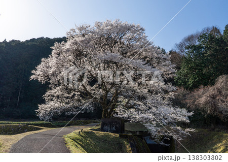 竹原の淡墨桜  三重県津市美杉町 138303802