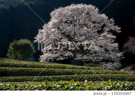 竹原の淡墨桜 三重県津市美杉町 竹原の淡墨桜 三重県津市美杉町 138303807