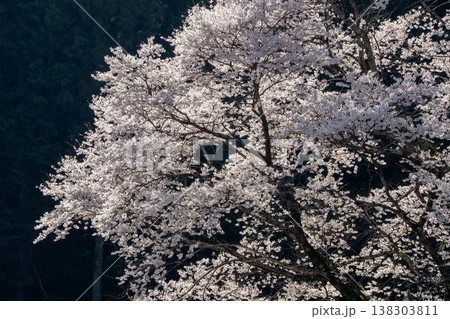 竹原の淡墨桜  三重県津市美杉町 138303811