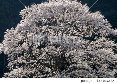 竹原の淡墨桜 三重県津市美杉町 竹原の淡墨桜 三重県津市美杉町 138303812