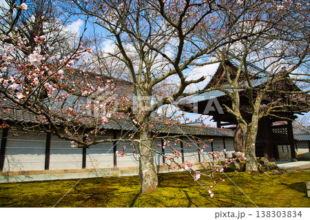 万葉の里に春の訪れ 138303834