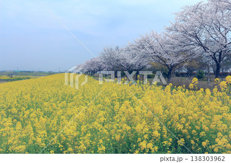 菜の花と桜のある風景 138303962