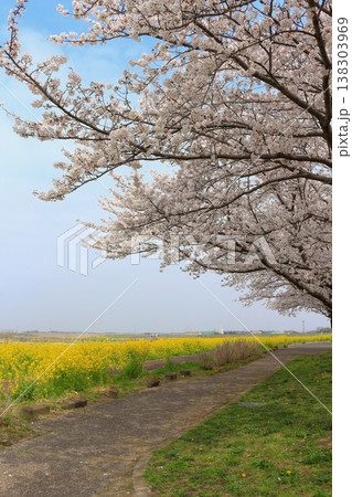 菜の花と桜のある風景 菜の花と桜のある風景 138303969