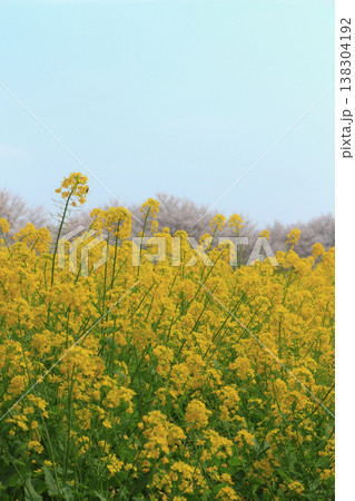 春の菜の花と青い空 138304192