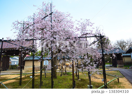 万葉の里に春の訪れ 138304310