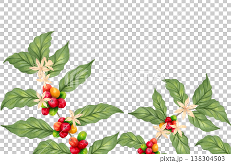 Horizontal coffee frame with branches, beans, flowers and leaves. Hand drawn watercolor painting. Botanical background with ripening berries. Coffee Day. The aroma of Robusta and Arabica varieties Horizontal coffee frame with branches, beans, flowers and leaves. Hand drawn watercolor painting. Botanical background with ripening berries. Coffee Day. The aroma of Robusta and Arabica varieties 138304503