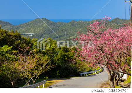 沖縄県国頭郡本部町 もとぶ八重岳桜まつり開催の八重岳中腹から琉球寒緋桜と海の眺望 沖縄県国頭郡本部町 もとぶ八重岳桜まつり開催の八重岳中腹から琉球寒緋桜と海の眺望 138304764