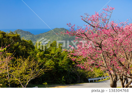 沖縄県国頭郡本部町 もとぶ八重岳桜まつり開催の八重岳中腹から琉球寒緋桜と海の眺望 沖縄県国頭郡本部町 もとぶ八重岳桜まつり開催の八重岳中腹から琉球寒緋桜と海の眺望 138304768