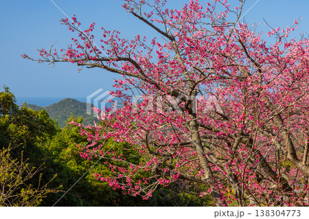 沖縄県国頭郡本部町 もとぶ八重岳桜まつり開催の八重岳中腹から琉球寒緋桜と海の眺望 沖縄県国頭郡本部町 もとぶ八重岳桜まつり開催の八重岳中腹から琉球寒緋桜と海の眺望 138304773