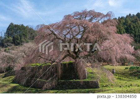 又兵衛桜 七分咲き 奈良県宇陀市榛原 又兵衛桜 七分咲き 奈良県宇陀市榛原 138304850