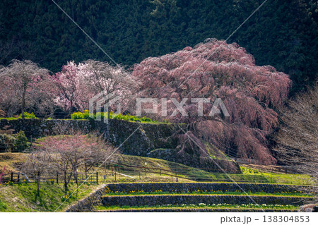 又兵衛桜　七分咲き　奈良県宇陀市榛原 138304853