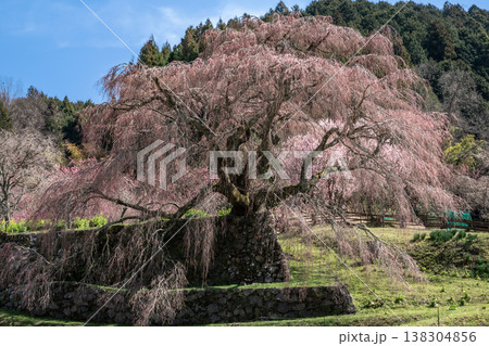 又兵衛桜 七分咲き 奈良県宇陀市榛原 又兵衛桜 七分咲き 奈良県宇陀市榛原 138304856