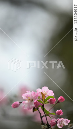 春の海棠の花とつぼみ 雨に濡れる可憐なピンクの花 コピースペースあり 春の海棠の花とつぼみ 雨に濡れる可憐なピンクの花 コピースペースあり 138304917