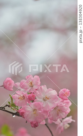 春の海棠の花とつぼみ　雨に濡れる可憐なピンクの花　コピースペースあり 138304920