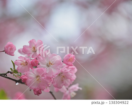 春の海棠の花とつぼみ 雨に濡れる可憐なピンクの花 コピースペースあり 春の海棠の花とつぼみ 雨に濡れる可憐なピンクの花 コピースペースあり 138304922