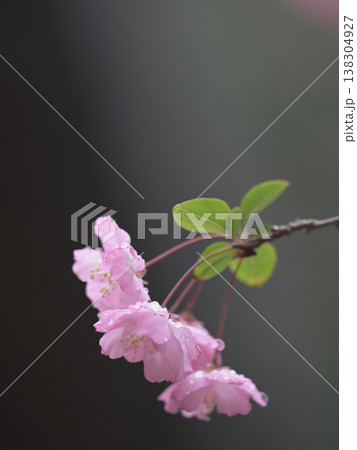 春の海棠の花とつぼみ 雨に濡れる可憐なピンクの花 コピースペースあり 春の海棠の花とつぼみ 雨に濡れる可憐なピンクの花 コピースペースあり 138304927
