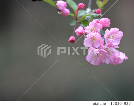 春の海棠の花とつぼみ 雨に濡れる可憐なピンクの花 コピースペースあり 春の海棠の花とつぼみ 雨に濡れる可憐なピンクの花 コピースペースあり 138304929