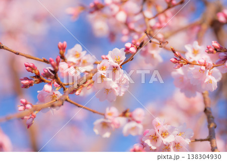 ピンクに色づいた桜の花が満開 ピンクに色づいた桜の花が満開 138304930