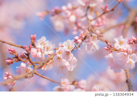 ピンクに色づいた桜の花が満開 ピンクに色づいた桜の花が満開 138304934