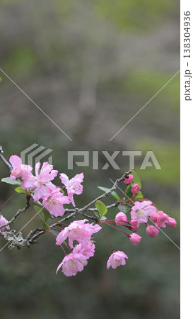 春の海棠の花とつぼみ　雨に濡れる可憐なピンクの花　コピースペースあり 138304936
