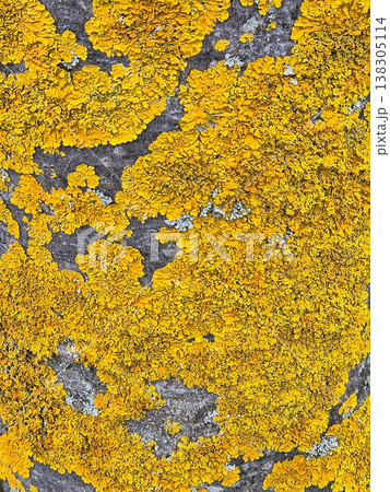 Xanthoria parietina lichen on a trunk in the wild Xanthoria parietina lichen on a trunk in the wild 138305114
