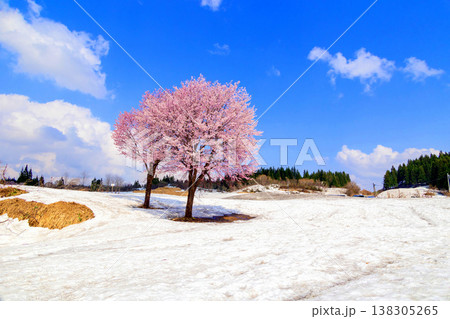 雪上のピンクの桜 138305265