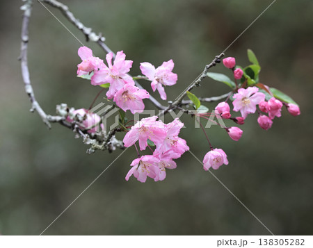 雨に濡れた海棠の花　春のやわらかなピンクの花びらと水滴 138305282