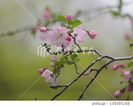 雨に濡れた海棠の花　春のやわらかなピンクの花びらと水滴 138305288