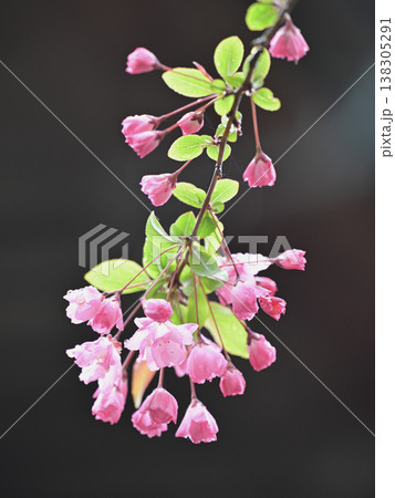 雨に濡れた海棠の花　春のやわらかなピンクの花びらと水滴 138305291