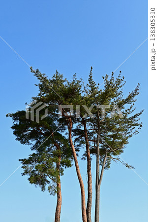 快晴の青空にそびえ立つ松の木 朝日に照らされる細長い赤松 二ツ沼総合公園 快晴の青空にそびえ立つ松の木 朝日に照らされる細長い赤松 二ツ沼総合公園 138305310