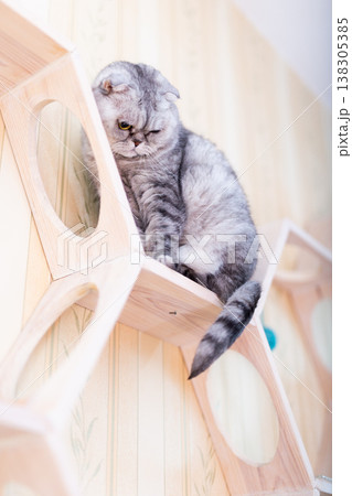 Scottish Fold Cat Sitting on Hexagon Wall Shelf Scottish Fold Cat Sitting on Hexagon Wall Shelf 138305385