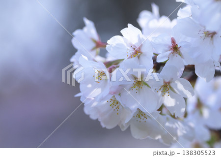 春の日差しに照らされる桜の花 春の日差しに照らされる桜の花 138305523