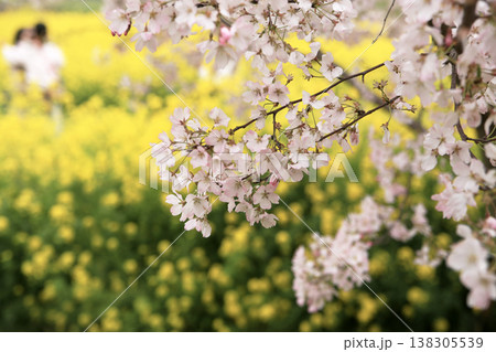 桜と菜の花畑 桜と菜の花畑 138305539