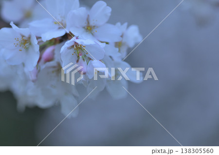 お花見には早く咲きすぎた桜の花 お花見には早く咲きすぎた桜の花 138305560
